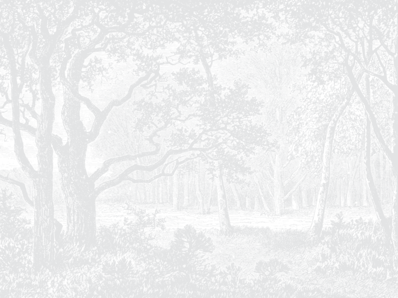 Serene Forest - Light Grey | WALLPAPER - Grafico Group